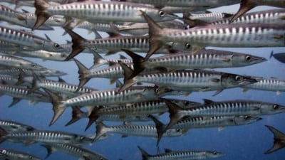 school of fish. Activities in Paros
