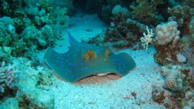 stingray. Activities in Paros